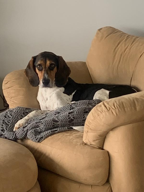 Marley, an adoptable Treeing Walker Coonhound in New Kensington, PA, 15068 | Photo Image 2
