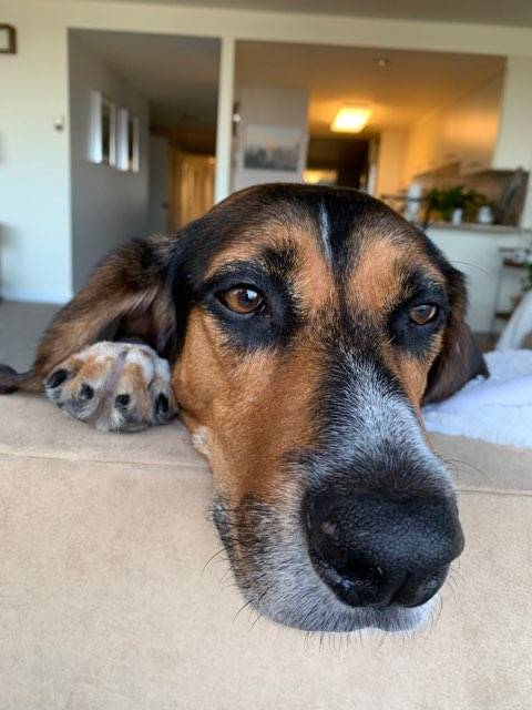 Marley, an adoptable Treeing Walker Coonhound in New Kensington, PA, 15068 | Photo Image 5
