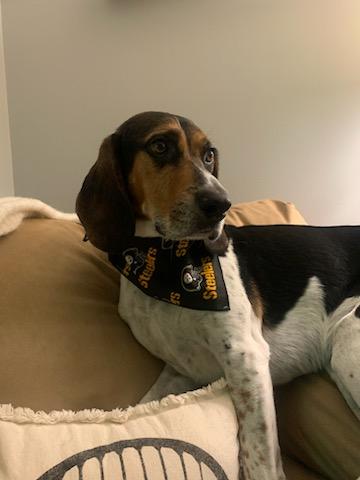 Marley, an adoptable Treeing Walker Coonhound in New Kensington, PA, 15068 | Photo Image 3