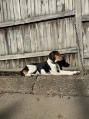 Marley, an adoptable Treeing Walker Coonhound in New Kensington, PA, 15068 | Photo Image 6