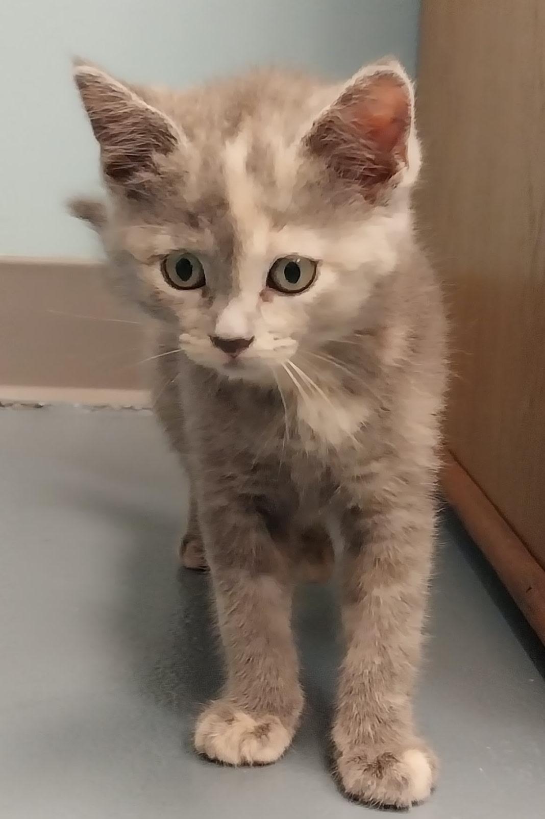 Mystique, Adoptable, Young Female Dilute Tortoiseshell.