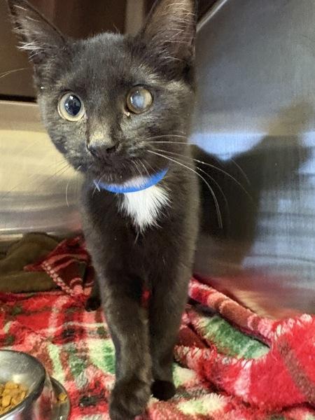 Marx, Adoptable, Young Female Domestic Short Hair.