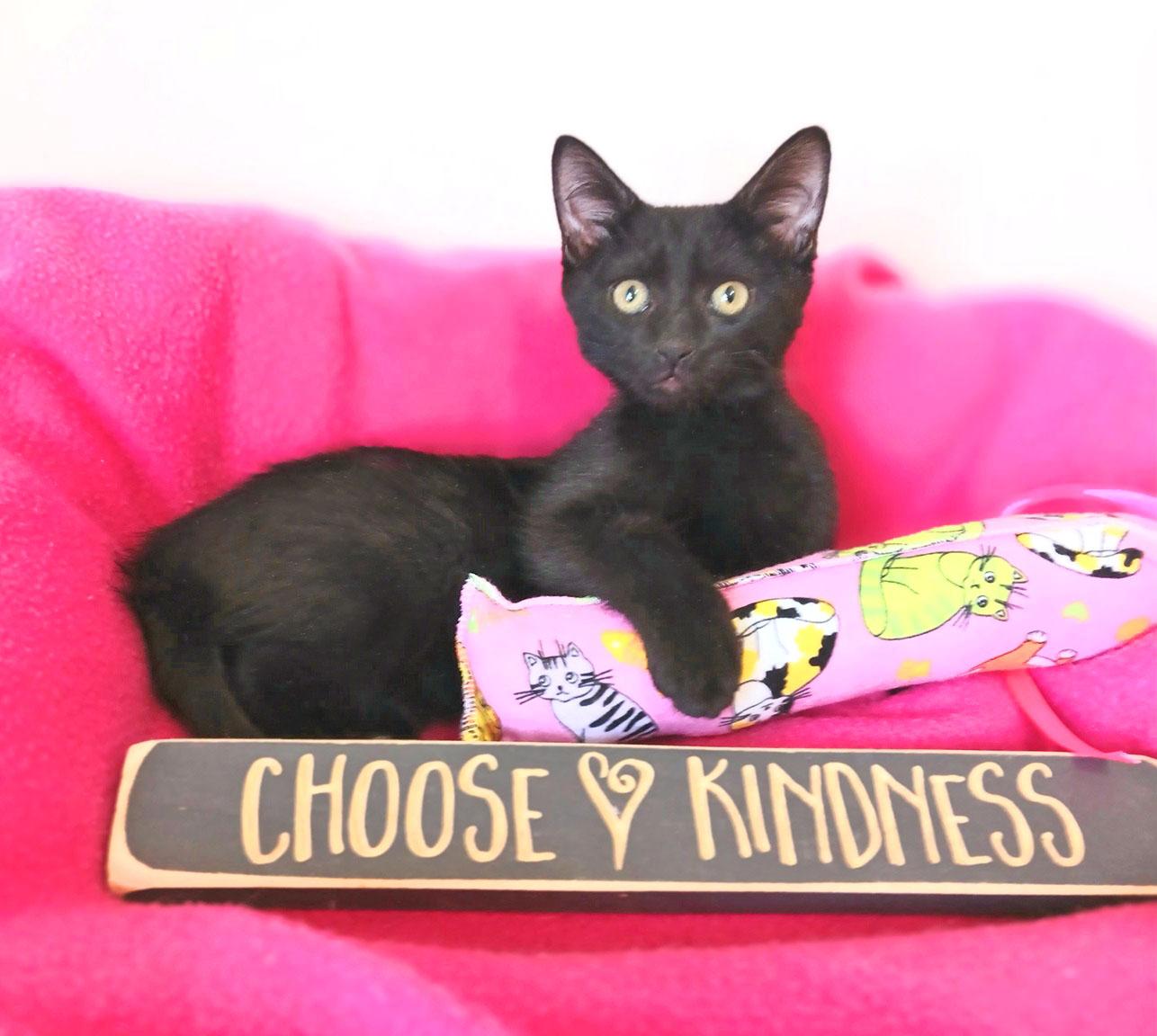 Harriet Louise, adopted, Kitten Female Bombay.