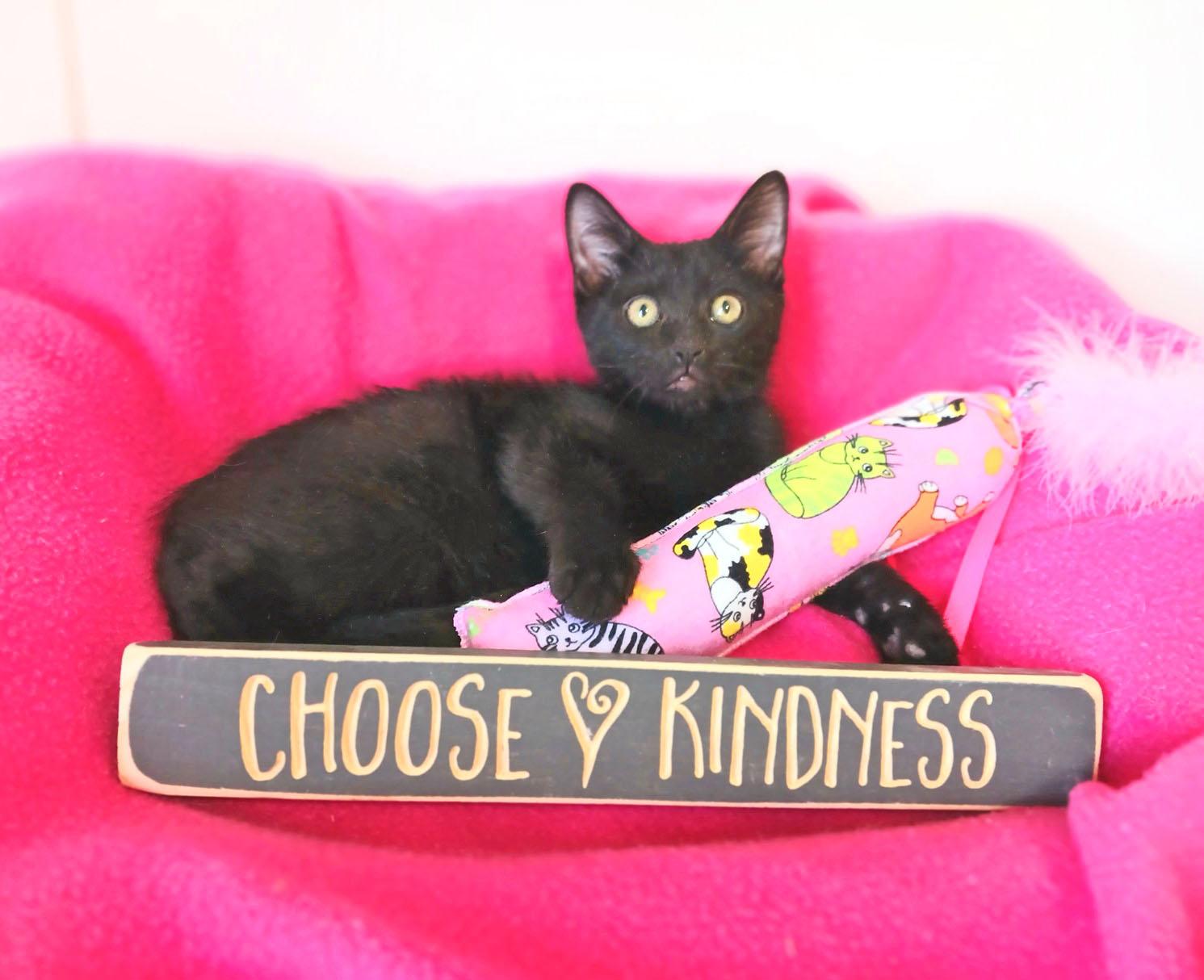 Harriet Louise, an adopted mixed breed in Mesa, AZ image 3/4