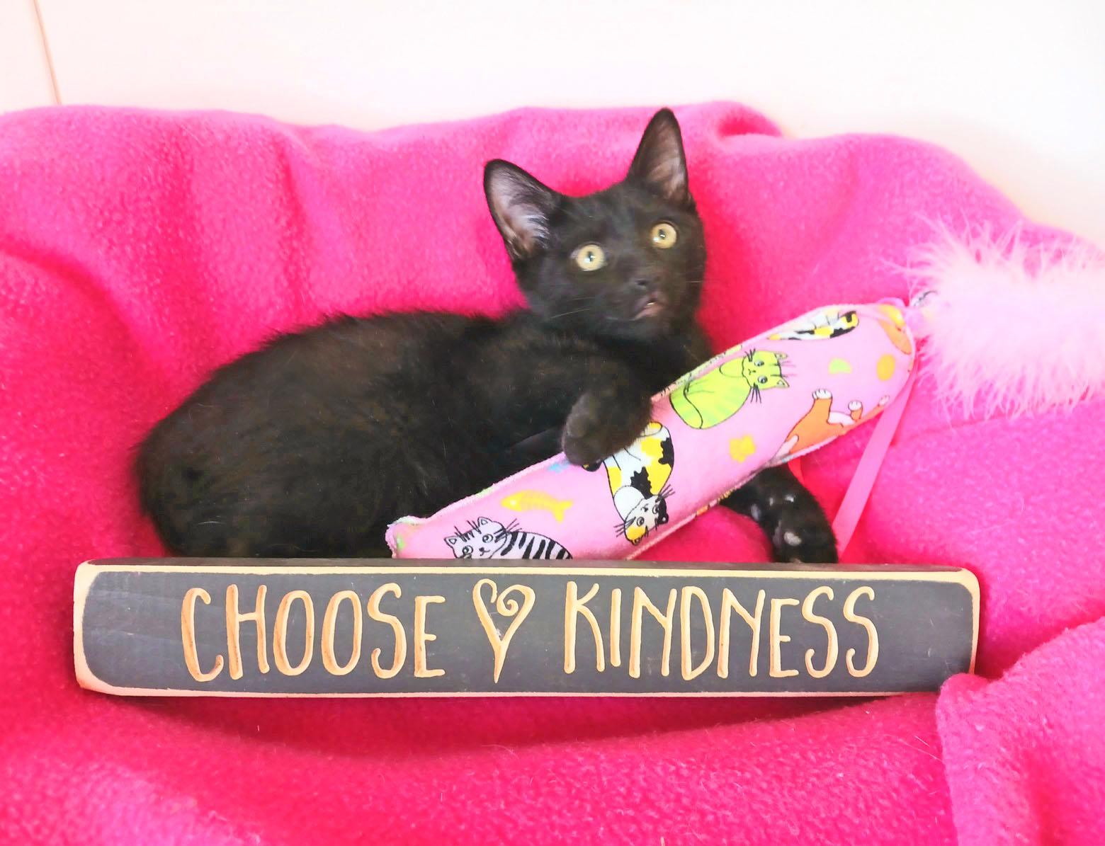 Harriet Louise, an adopted mixed breed in Mesa, AZ image 2/4