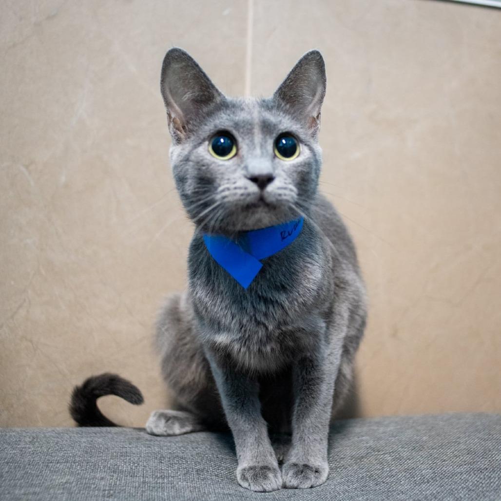 Ed, Adoptable, Young Male Domestic Short Hair.