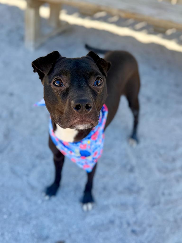 Enlarge Summer, a Adoptable mixed breed in Muskegon, MI image 1/4