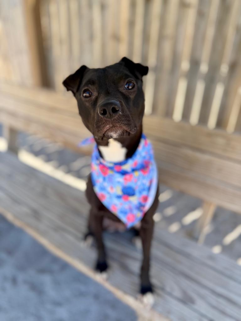 Enlarge Summer, a Adoptable mixed breed in Muskegon, MI image 2/4