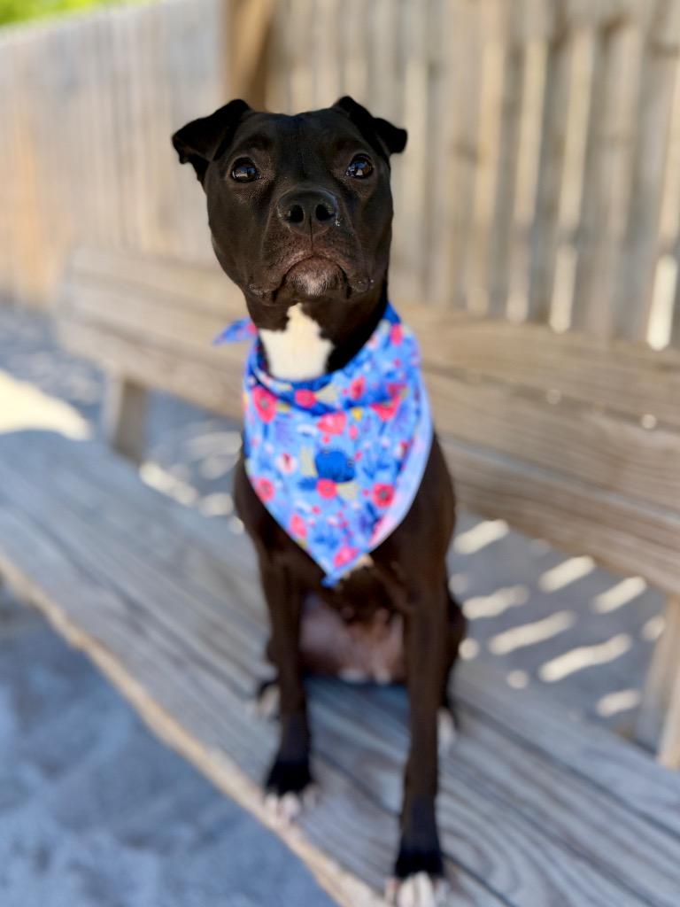 Enlarge Summer, a Adoptable mixed breed in Muskegon, MI image 3/4