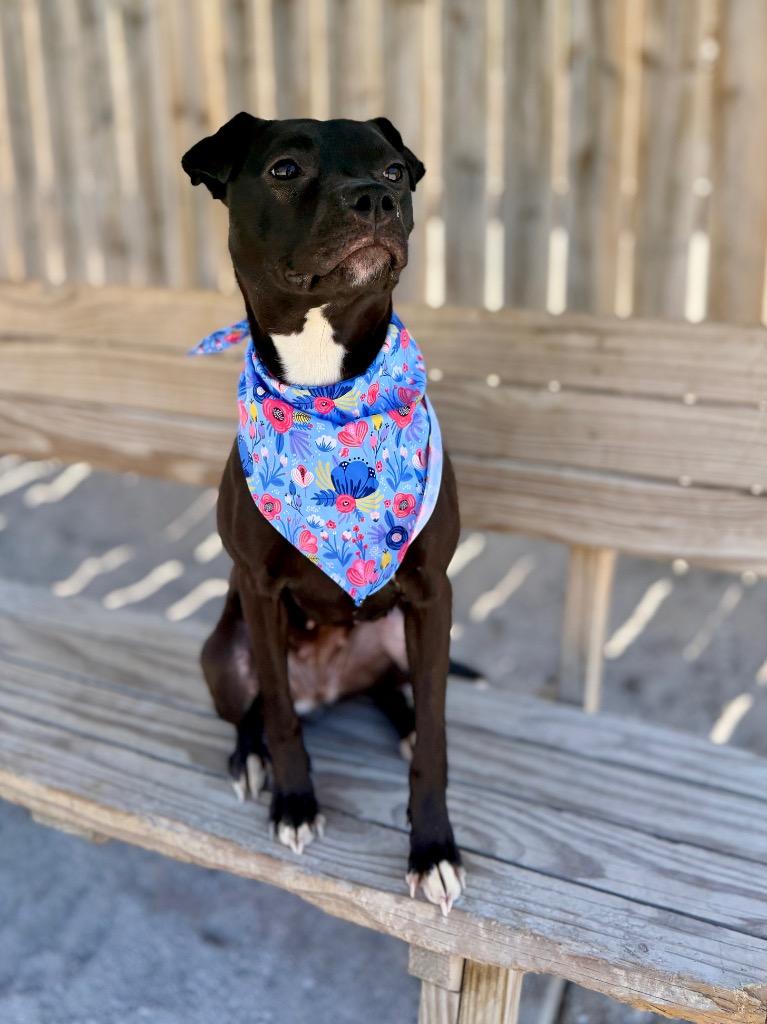 Enlarge Summer, a Adoptable mixed breed in Muskegon, MI image 4/4
