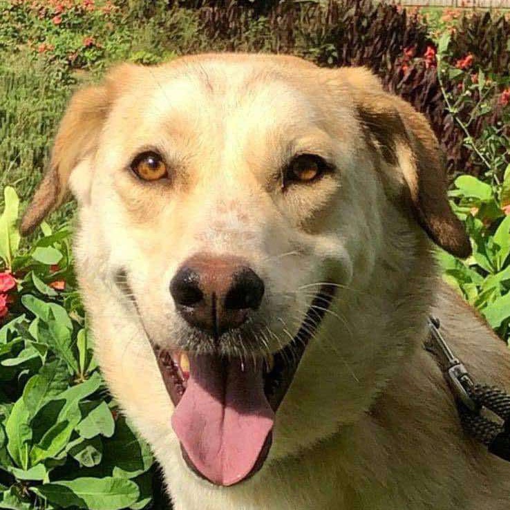 Dog for adoption Lucky from Egypt, a Labrador Retriever & Anatolian