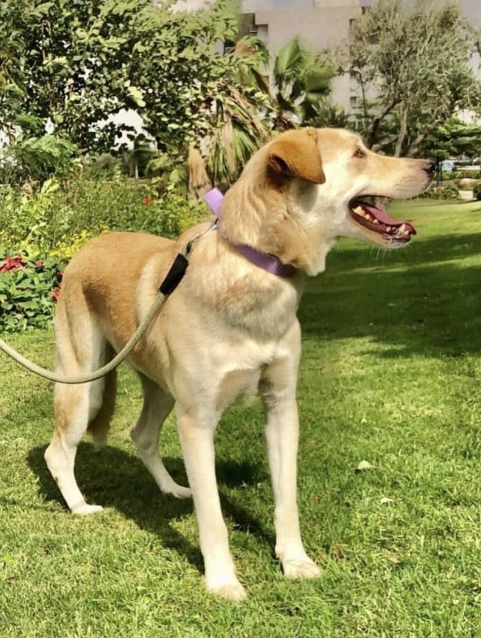 Dog for adoption Lucky from Egypt, a Labrador Retriever & Anatolian