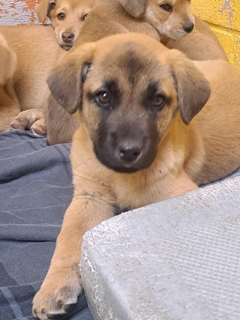 Bobby, Adoptable, Puppy Male Mixed Breed.