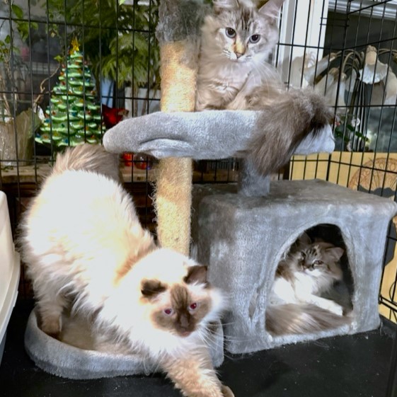 CUDDLES, DOLLY, & CAMILLE! (RAGDOLL TRIO), Adoptable, Adult Female Ragdoll & Snowshoe.