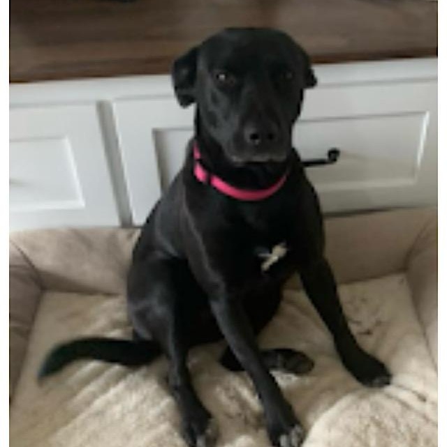 Princess, Adopted, Adult Female Black Labrador Retriever & Australian Cattle Dog / Blue Heeler.