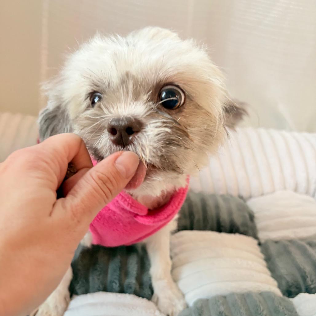 Hearts 1, a Adoptable Shih Tzu in Arlington, VA image 1/6