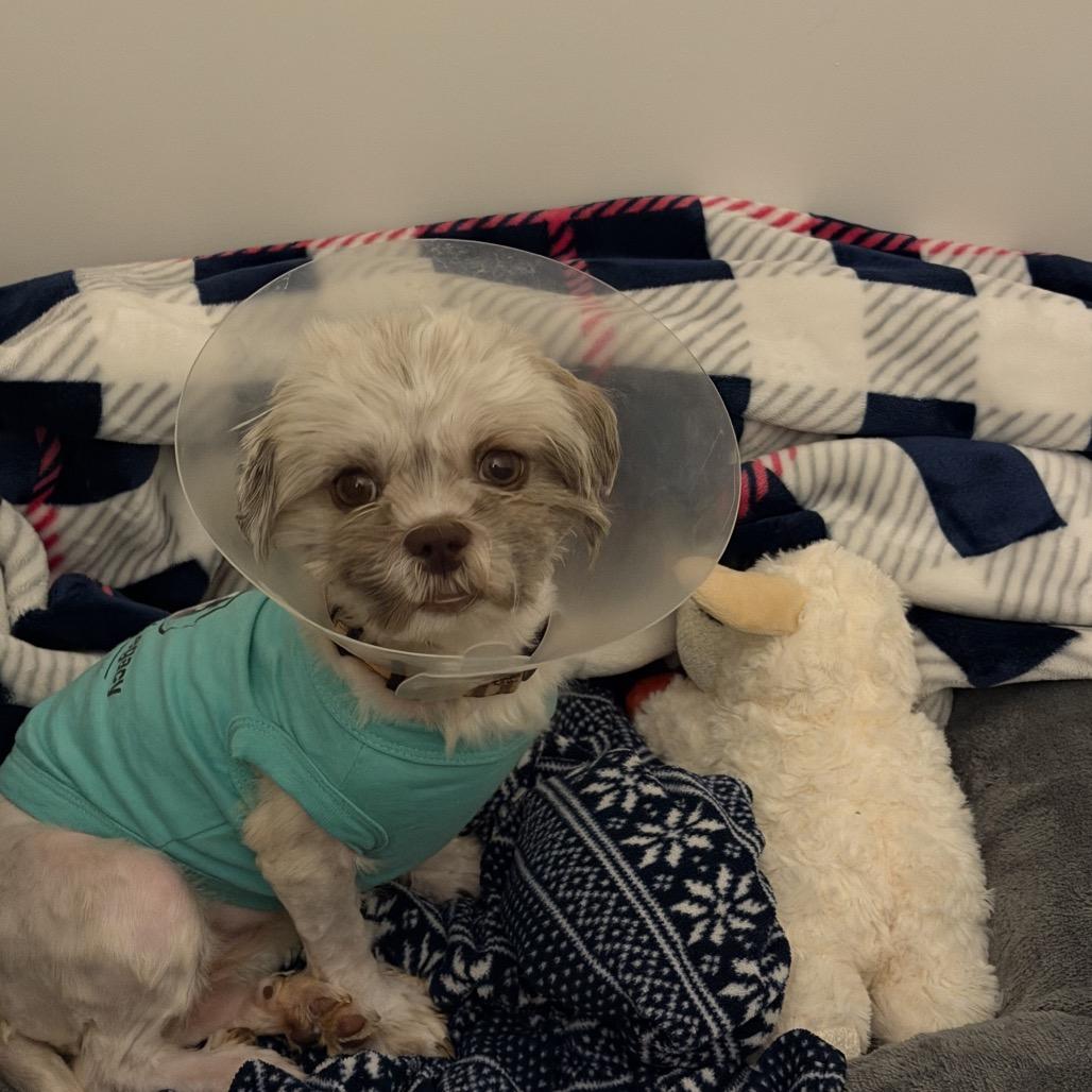 Hearts 1, a Adoptable Shih Tzu in Arlington, VA image 2/6