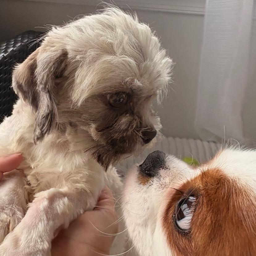 Hearts 1, a Adoptable Shih Tzu in Arlington, VA image 3/6