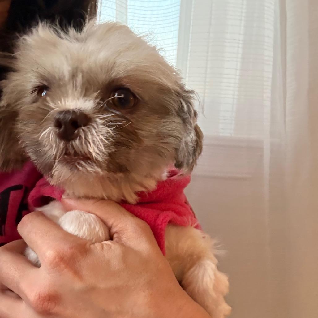 Hearts 1, a Adoptable Shih Tzu in Arlington, VA image 4/6