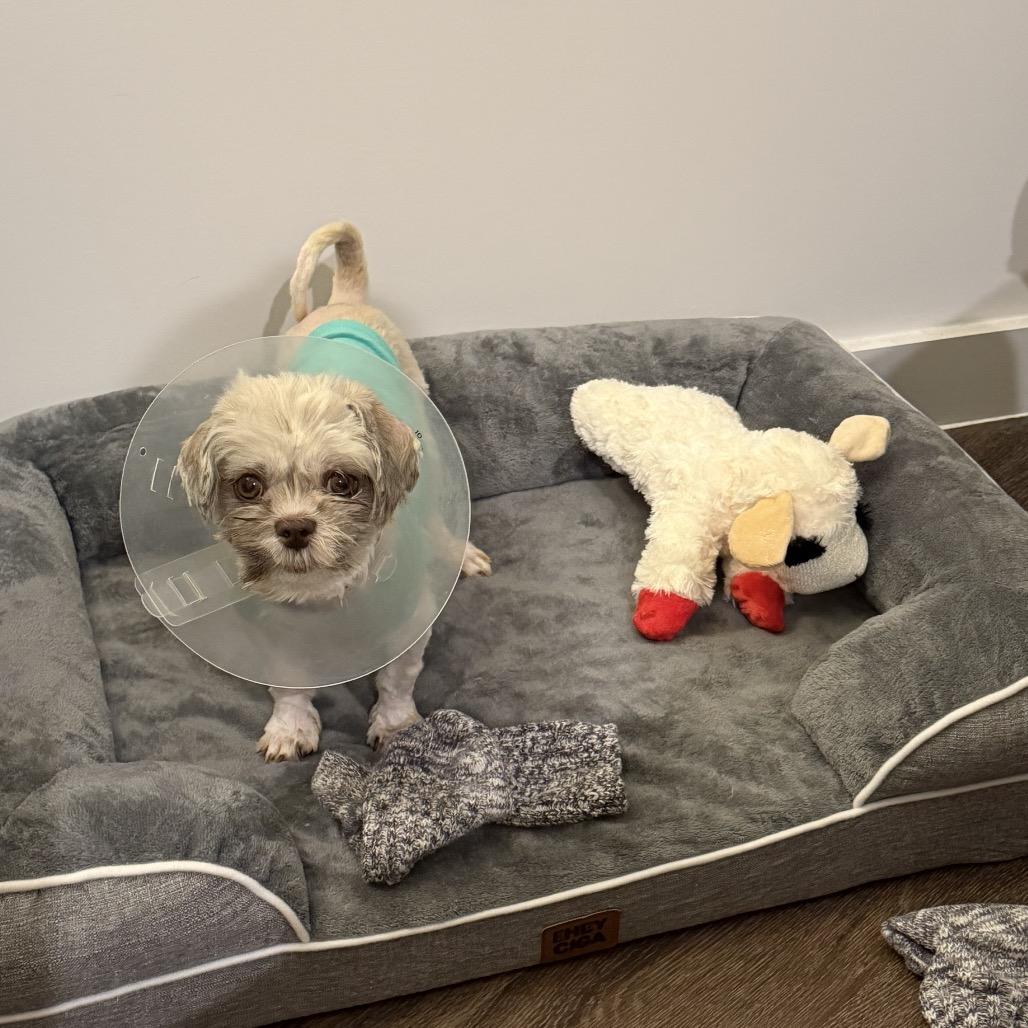 Hearts 1, a Adoptable Shih Tzu in Arlington, VA image 5/6