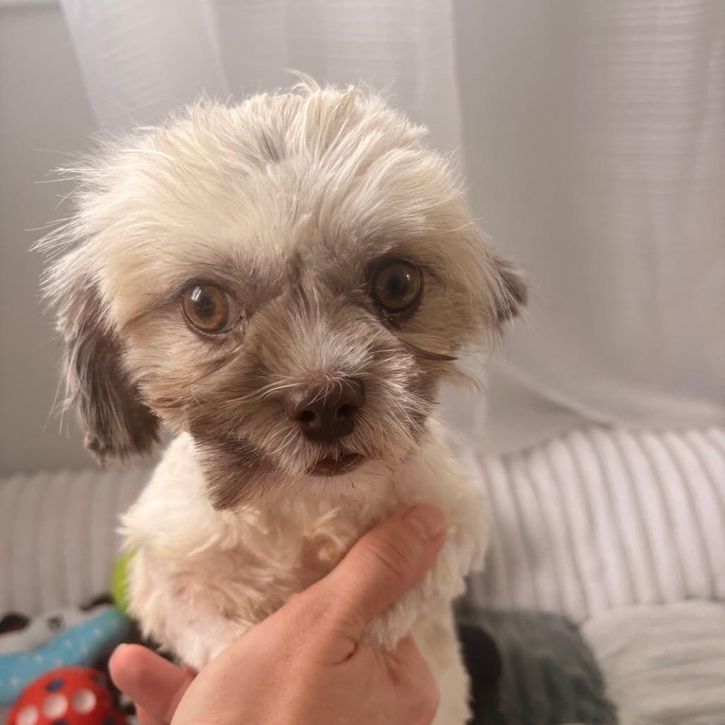 Hearts 1, a Adoptable Shih Tzu in Arlington, VA image 6/6