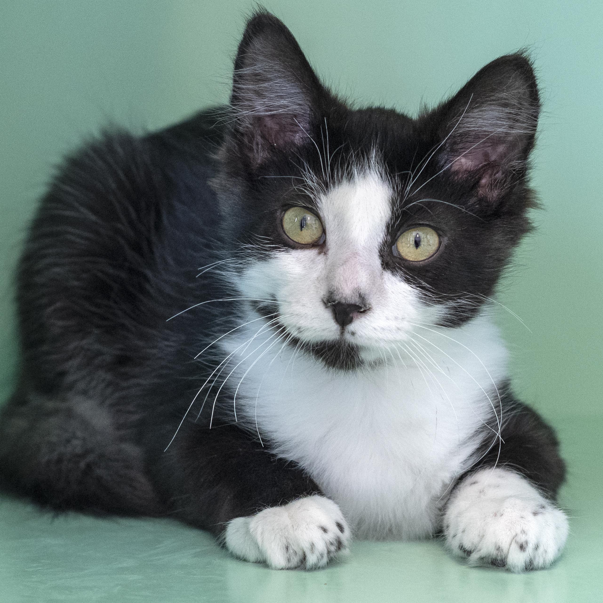 Shrimp, adopted, Kitten Male Domestic Long Hair.