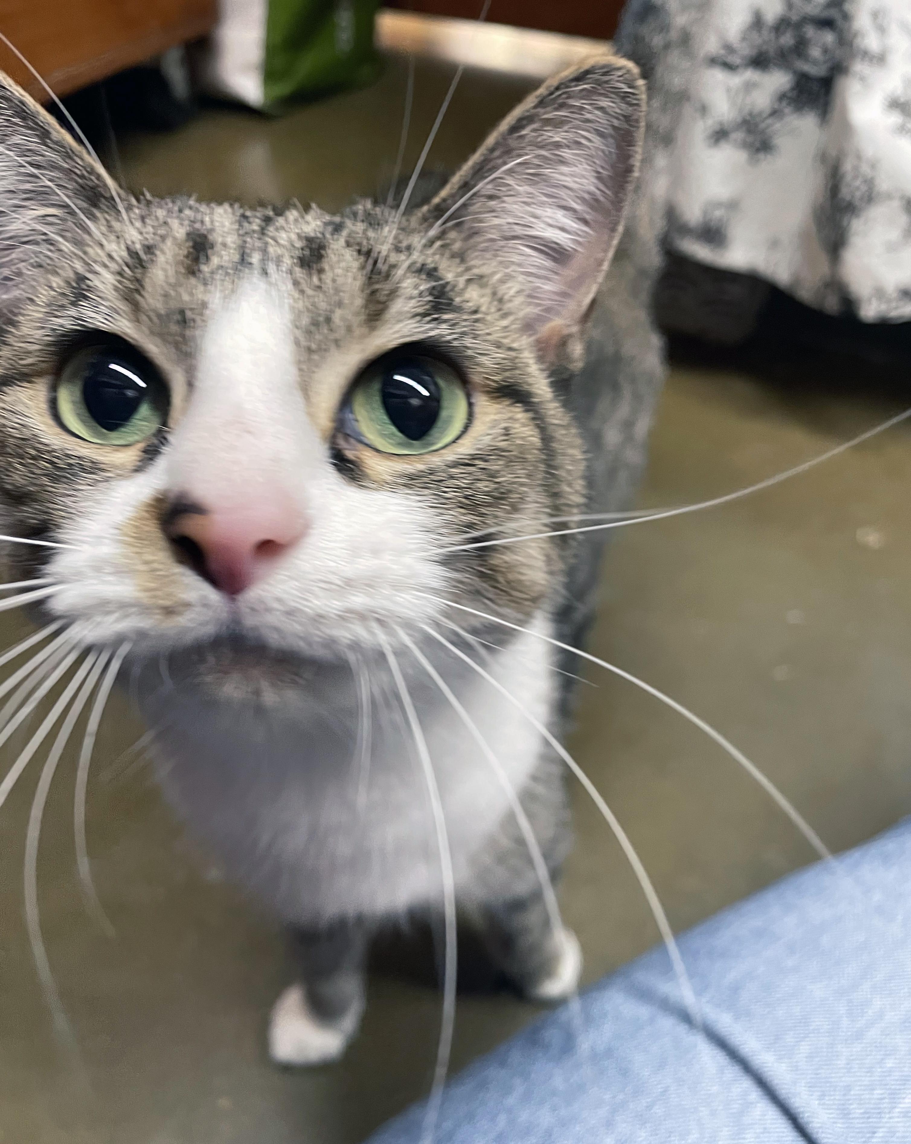 Enlarge Leala, a Adopted Domestic Short Hair in Centerville, UT image 2/3