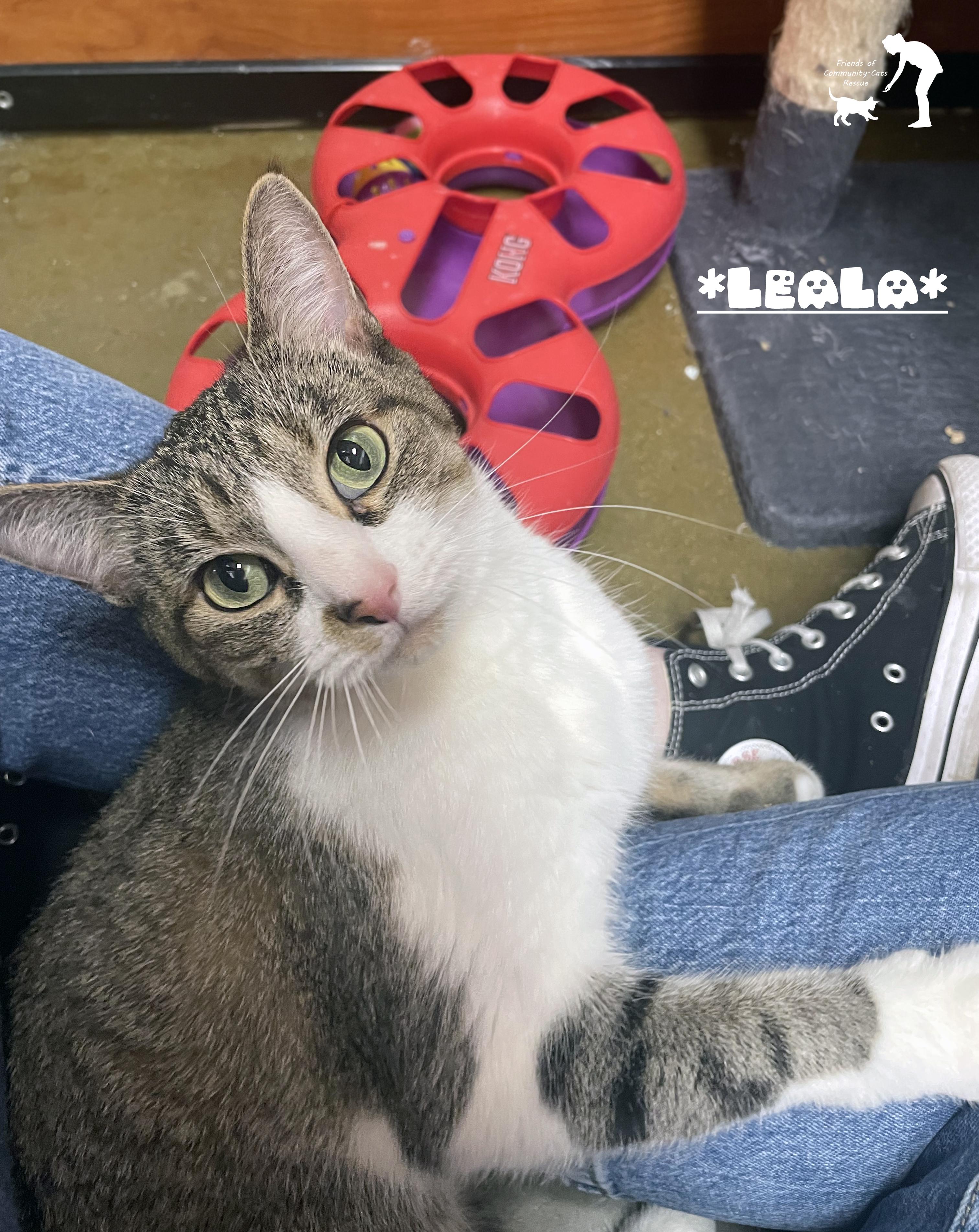 Leala, Adopted, Young Female Domestic Short Hair.
