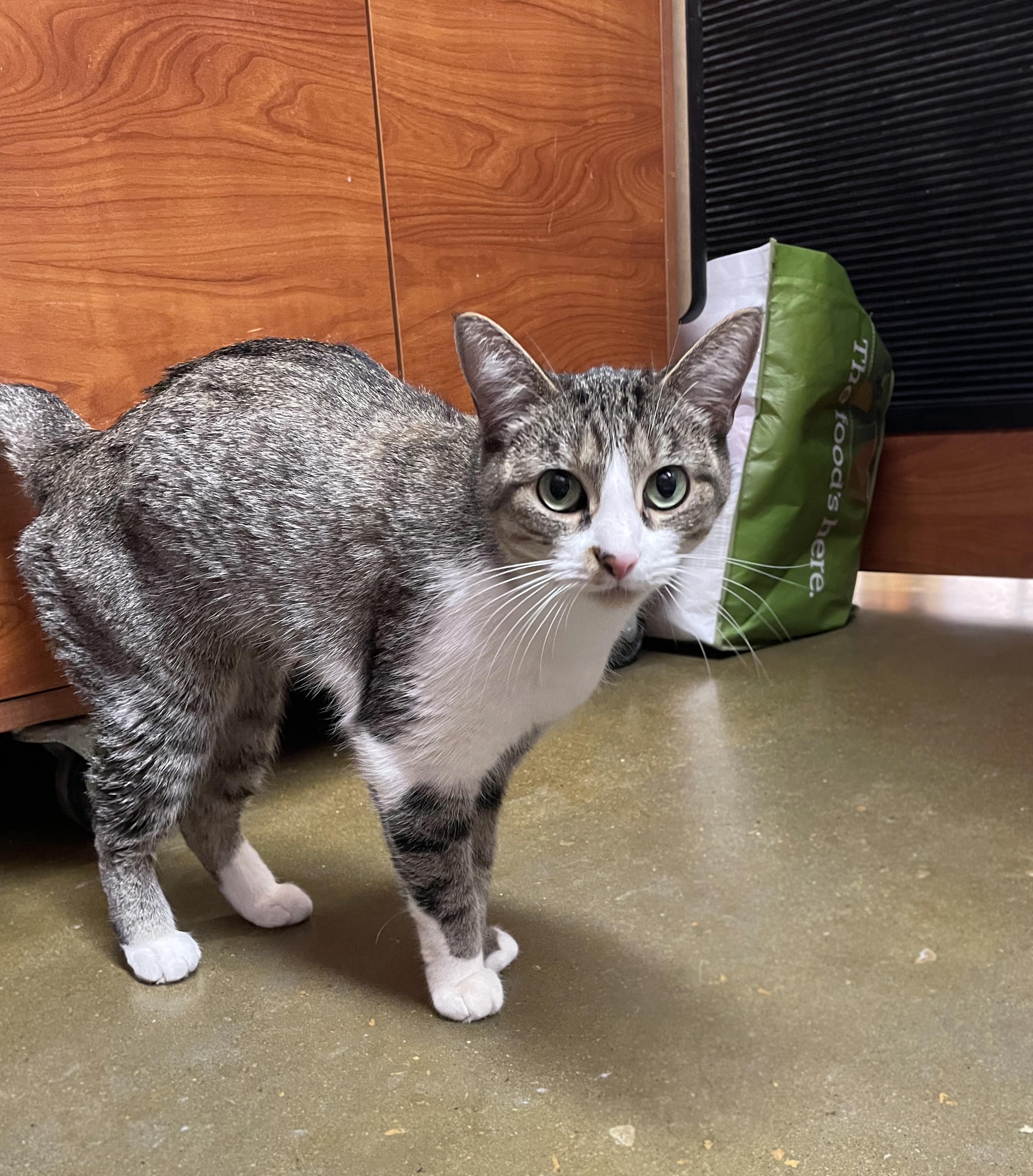 Enlarge Leala, a Adopted Domestic Short Hair in Centerville, UT image 3/3