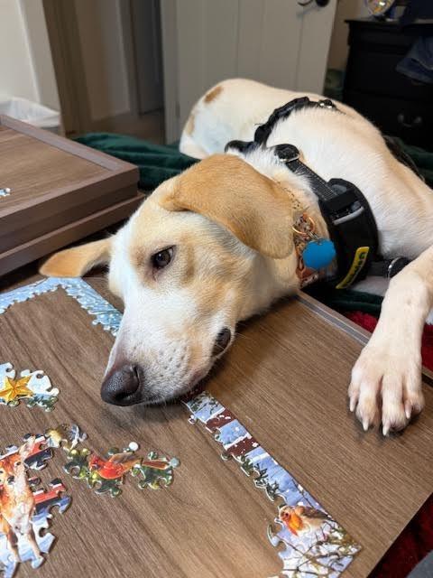 Enlarge Dolly, a Adoptable mixed breed in Bloomington, IN image 1/5