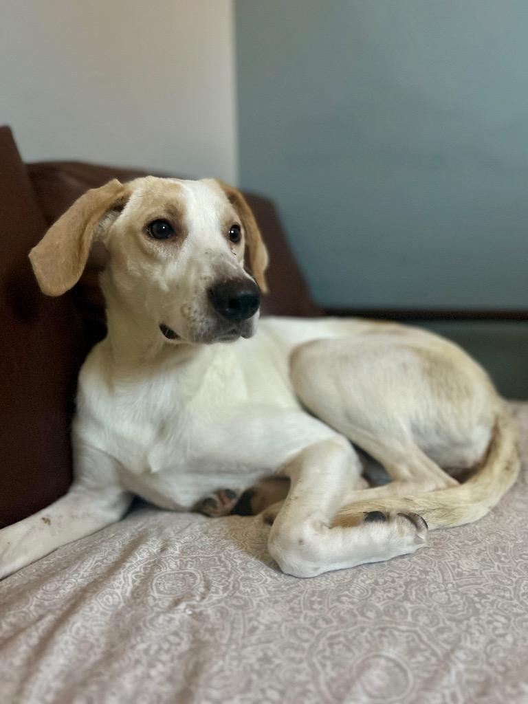 Enlarge Dolly, a Adoptable mixed breed in Bloomington, IN image 2/5