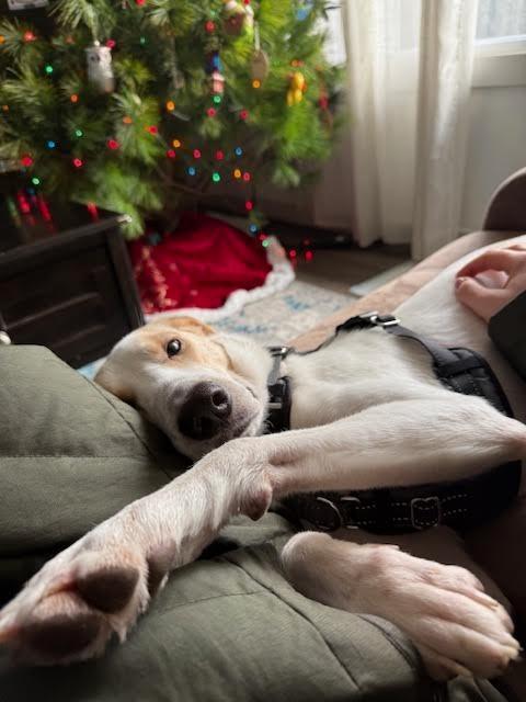 Enlarge Dolly, a Adoptable mixed breed in Bloomington, IN image 3/5