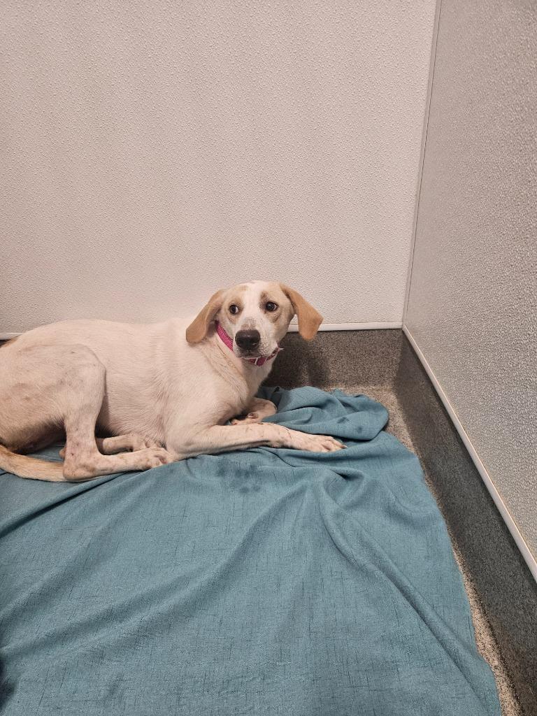 Enlarge Dolly, a Adoptable mixed breed in Bloomington, IN image 4/5