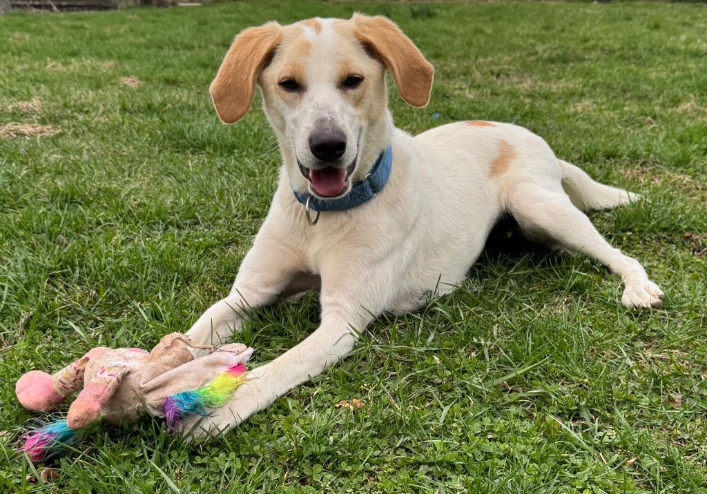 Enlarge Dolly, a Adoptable mixed breed in Bloomington, IN image 5/5