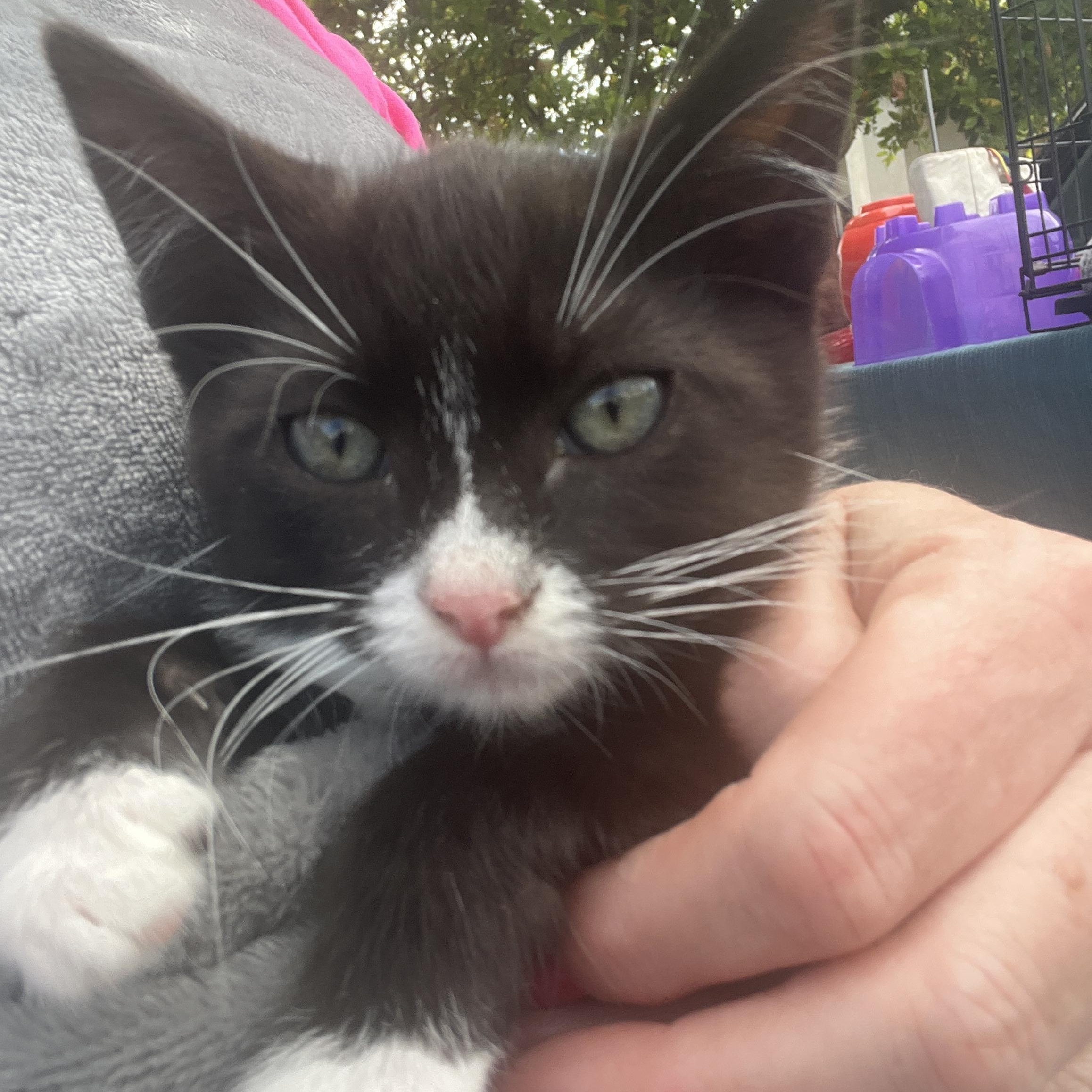 Enlarge Moonbeam, a ADOPTABLE mixed breed in Santa Cruz, CA image 1/4