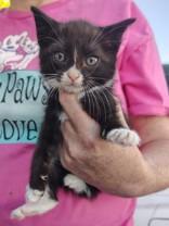 Enlarge Moonbeam, a ADOPTABLE mixed breed in Santa Cruz, CA image 3/4