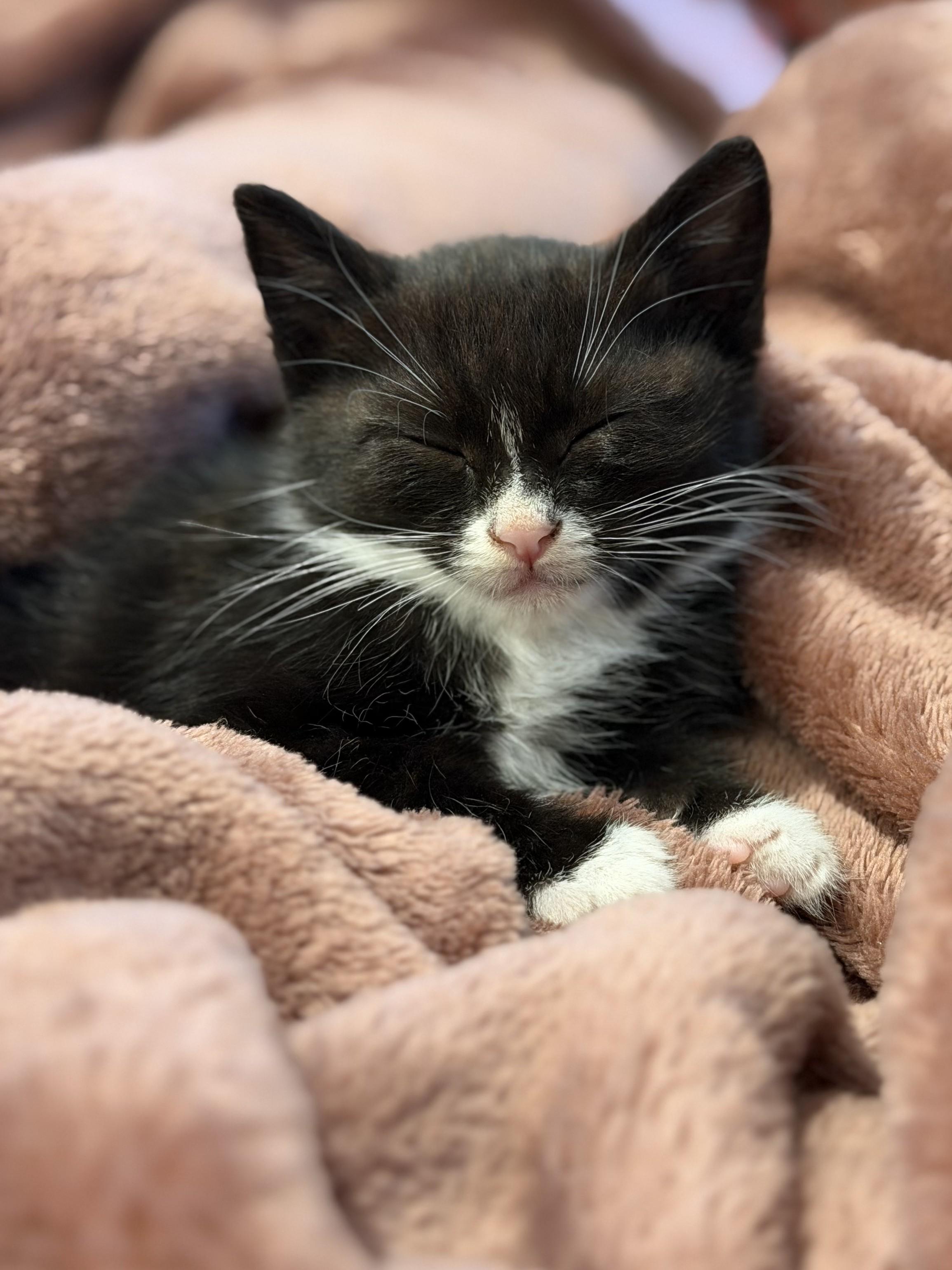 Enlarge Moonbeam, a ADOPTABLE mixed breed in Santa Cruz, CA image 2/4