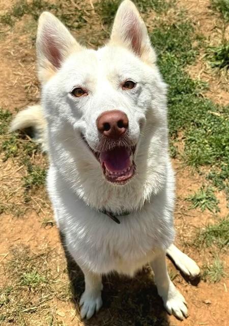 CARLOS, Adoptable, Adult Male Siberian Husky.