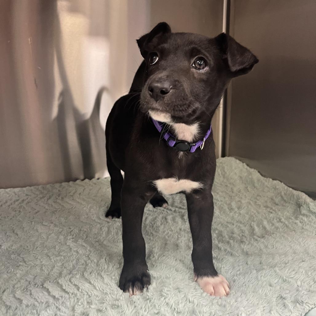 Trinity, Adoptable, Puppy Female Mixed Breed.