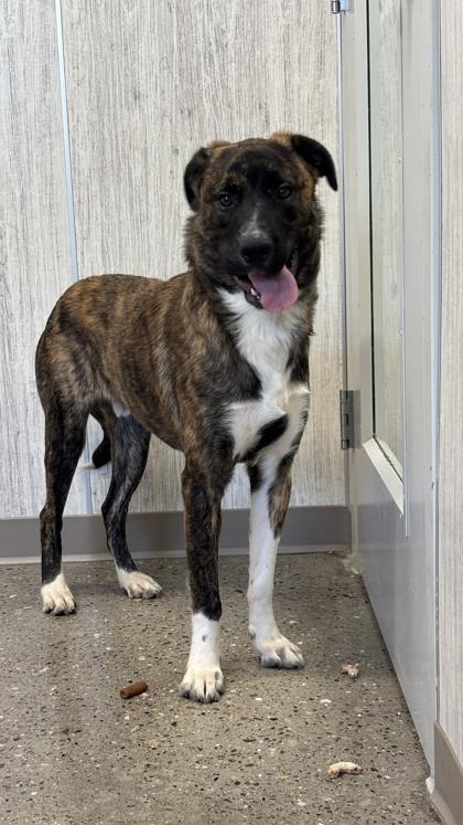 Enlarge Dallas, a Adoptable mixed breed in Lafayette, IN image 1/3