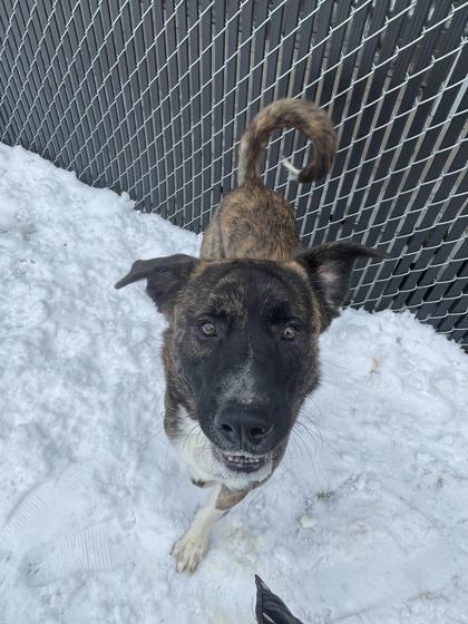 Enlarge Dallas, a Adoptable mixed breed in Lafayette, IN image 2/3