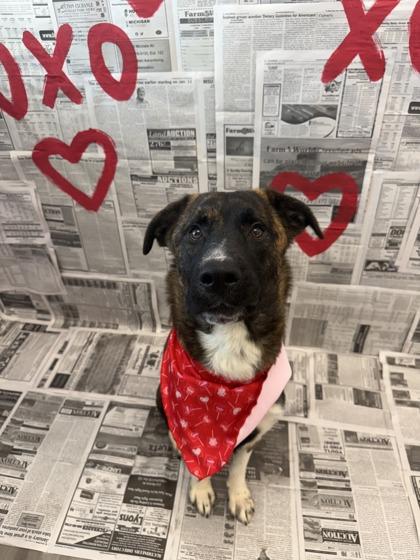 Enlarge Dallas, a Adoptable mixed breed in Lafayette, IN image 3/3