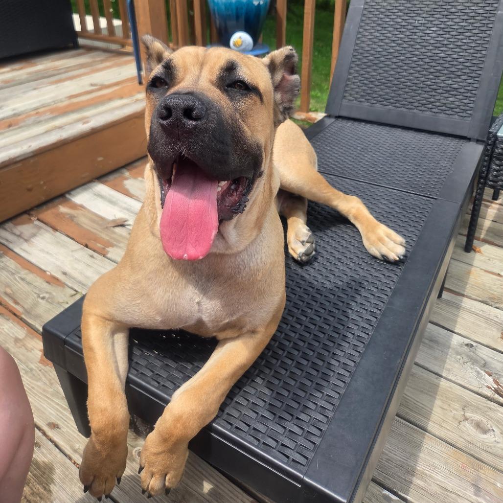 Enlarge Reacher, a ADOPTABLE mixed breed in Monticello, IA image 4/6