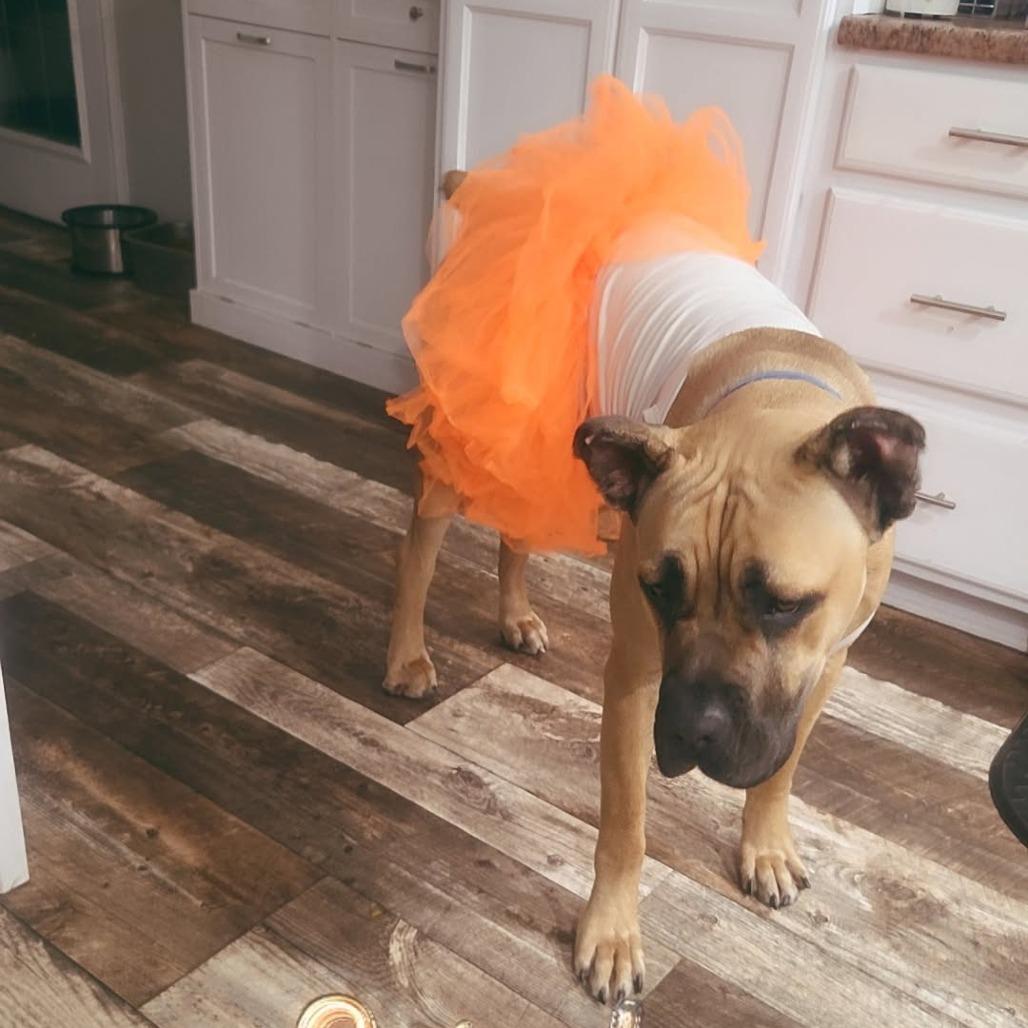 Enlarge Reacher, a ADOPTABLE mixed breed in Monticello, IA image 6/6