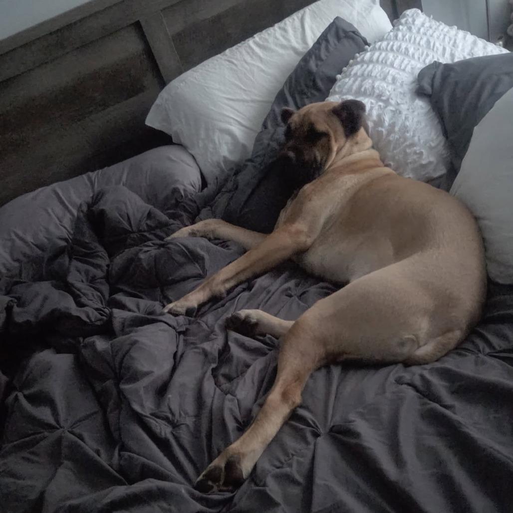 Enlarge Reacher, a ADOPTABLE mixed breed in Monticello, IA image 5/6