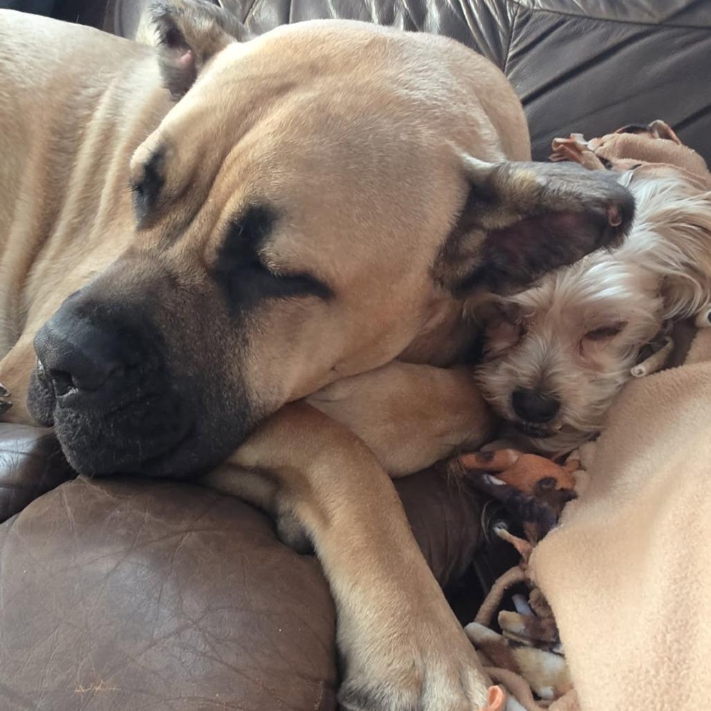 Enlarge Reacher, a ADOPTABLE mixed breed in Monticello, IA image 3/6