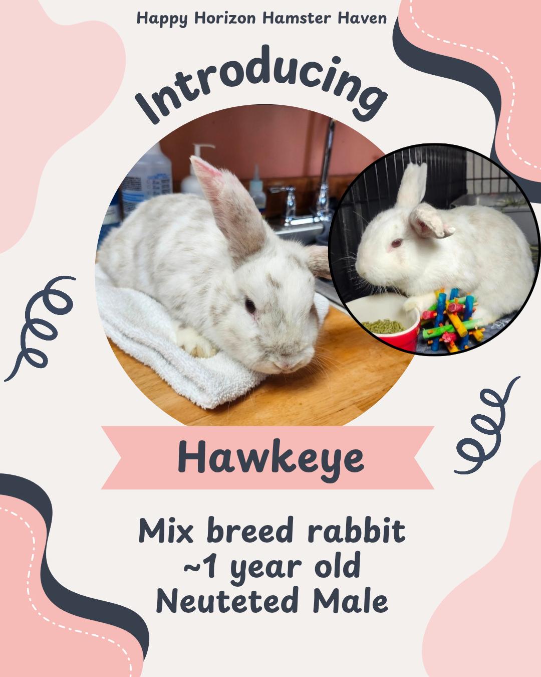Enlarge Hawkeye, a ADOPTABLE mixed breed in West Chester, OH image 1/1