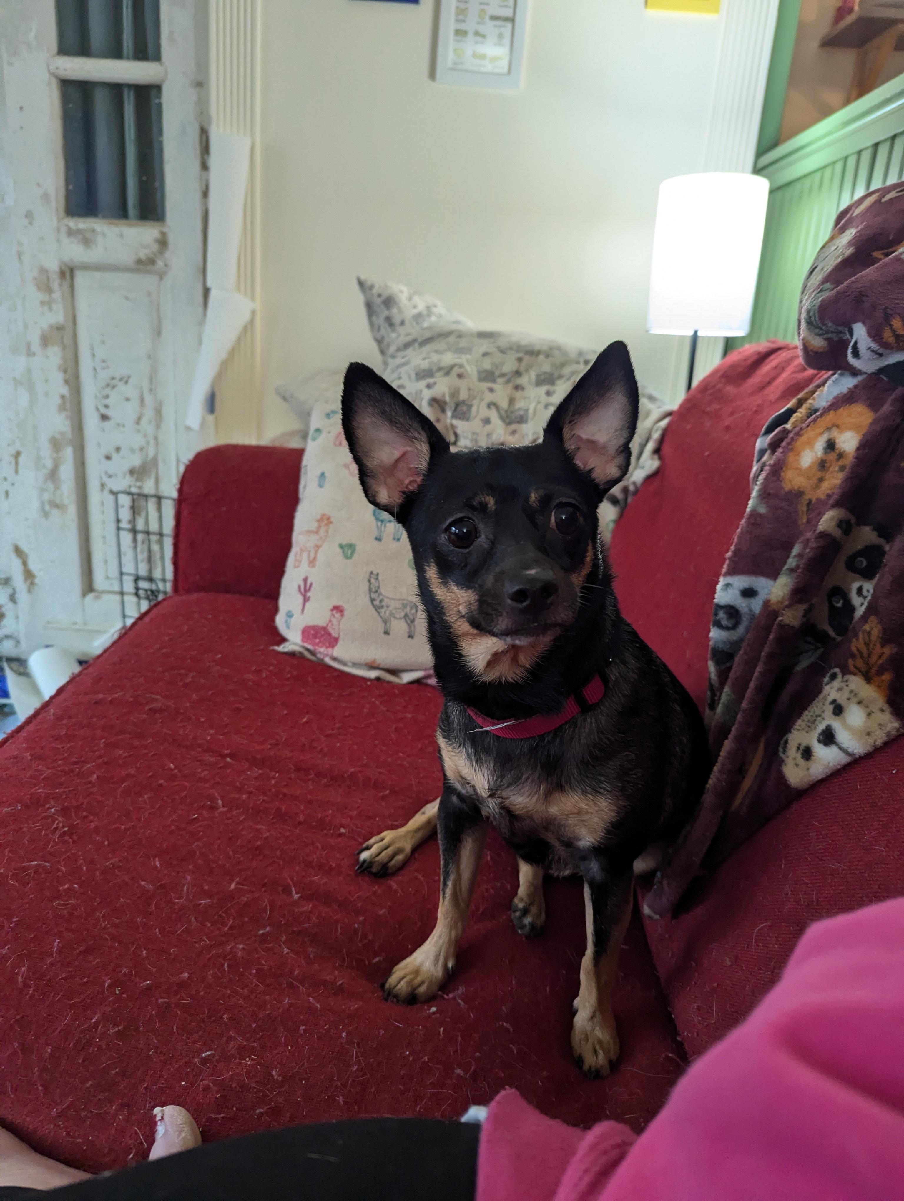 Enlarge Pepper , a ADOPTABLE mixed breed in Richmond, VA image 5/6