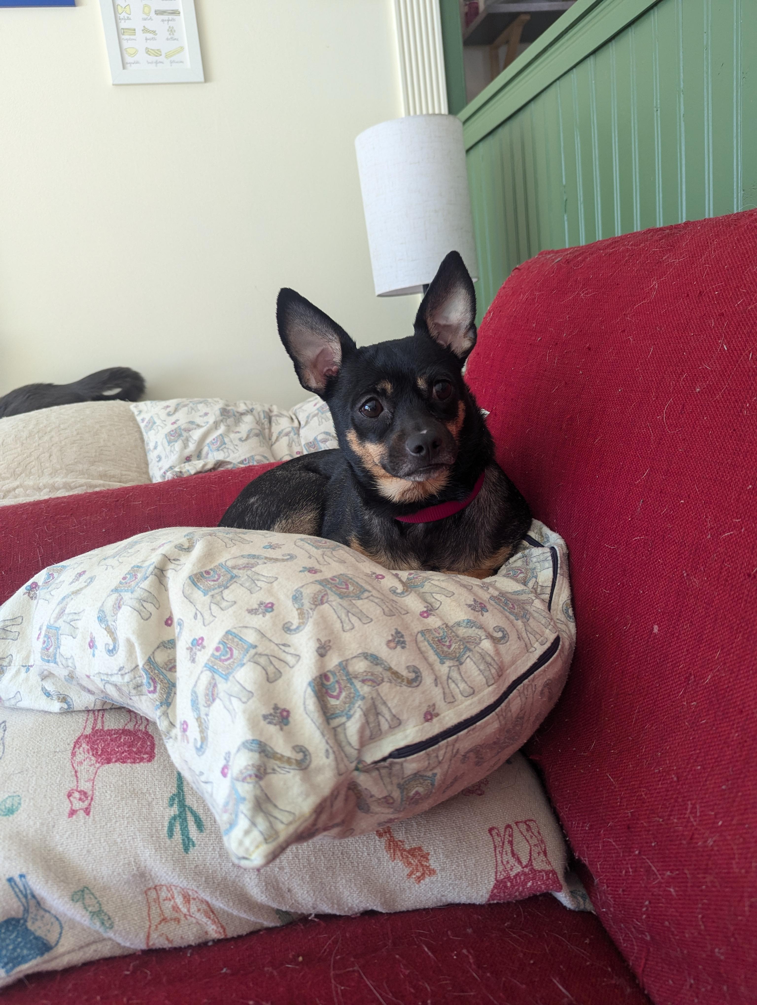 Enlarge Pepper , a ADOPTABLE mixed breed in Richmond, VA image 3/6