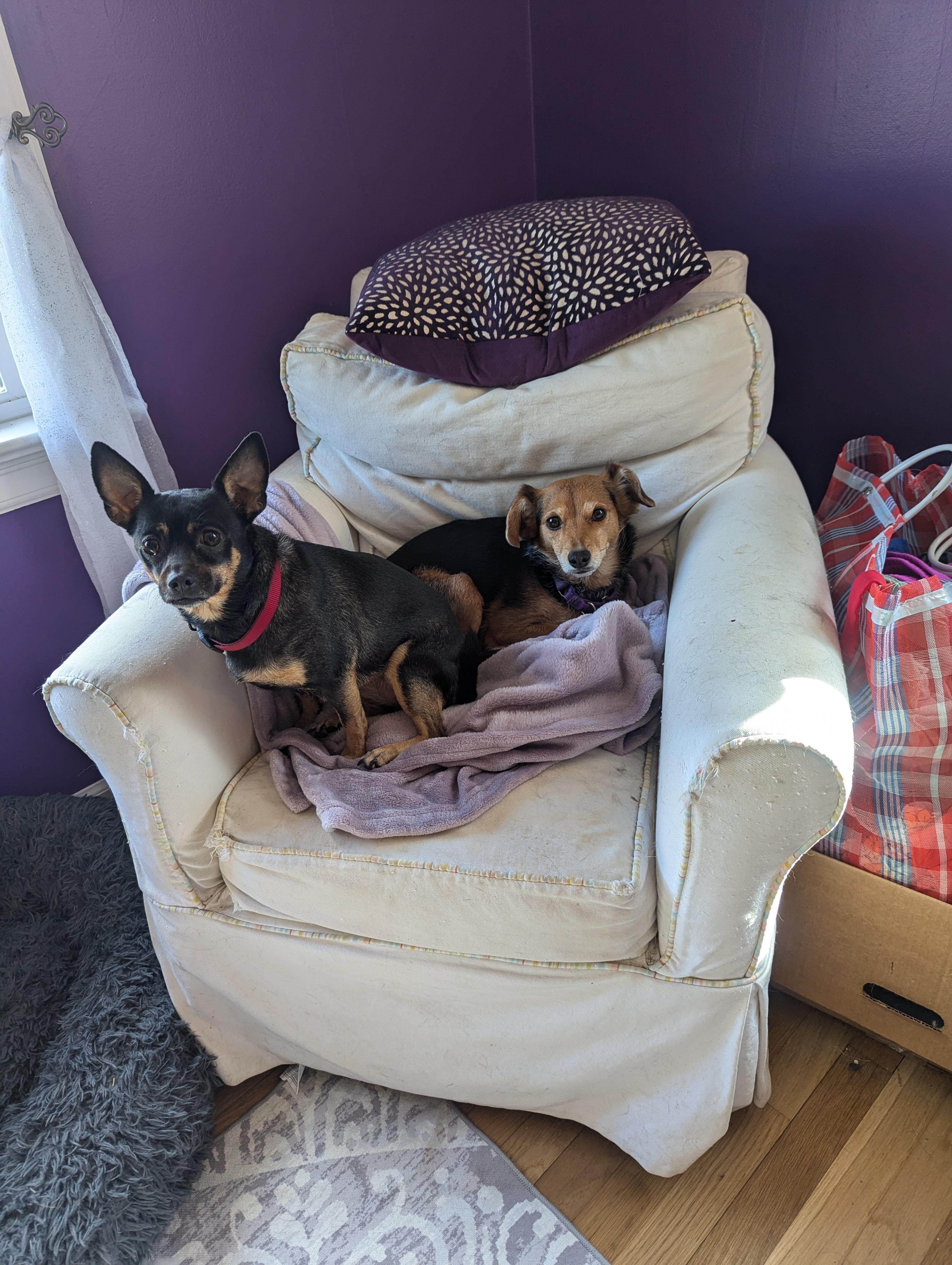 Enlarge Pepper , a ADOPTABLE mixed breed in Richmond, VA image 4/6